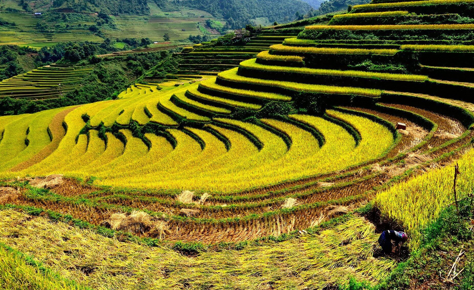 Ruộng bậc thang ở Lào Cai