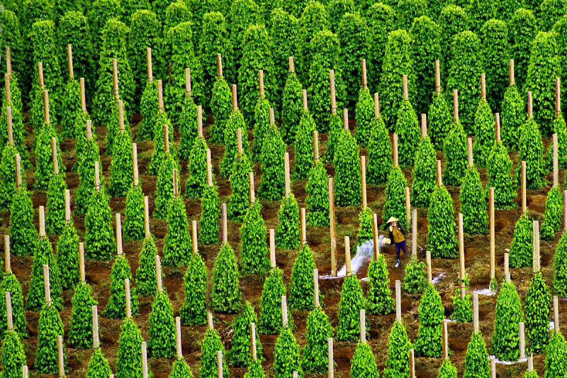 Vườn Tiêu Suối Đá, Suối tranh, một trong những con suối với dòng thác nước đẹp nhất
