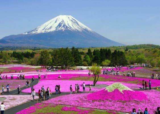 Du lịch Nhật Bản thưởng thức lễ hội Hoa Chi Anh SHIBAZAKURA