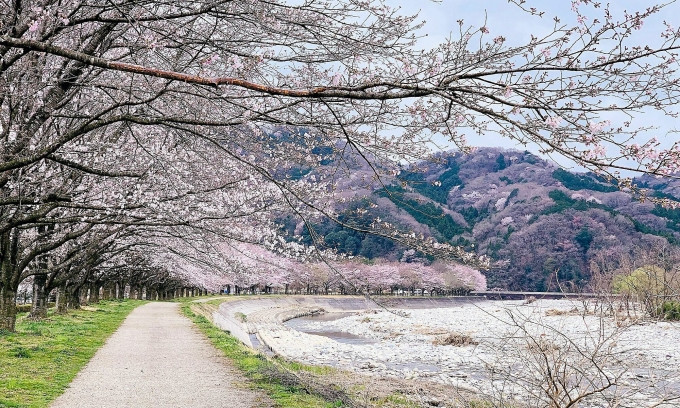 Hoa anh đào nở ở thành phố Kanuma, tỉnh Tochigi
