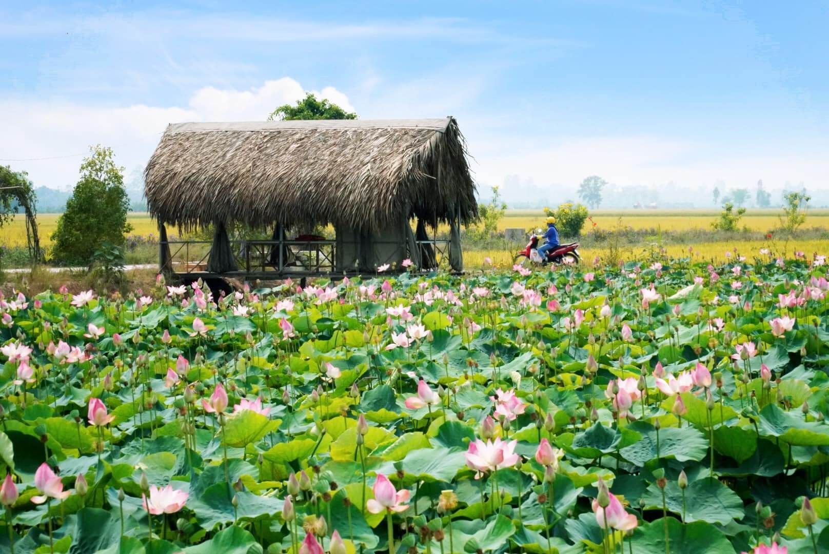 Cánh đồng sen ở xã Mỹ Hoà, huyện Tháp Mười, tỉnh Đồng Tháp. 
