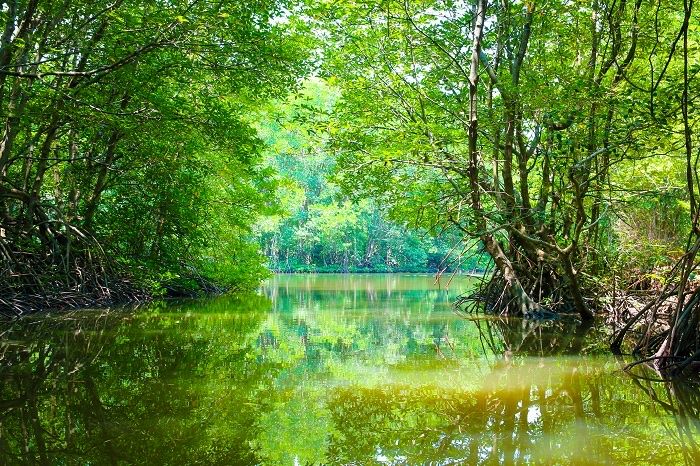 Du khách có thể khám phá rừng ngập mặn bằng bằng thuyền.