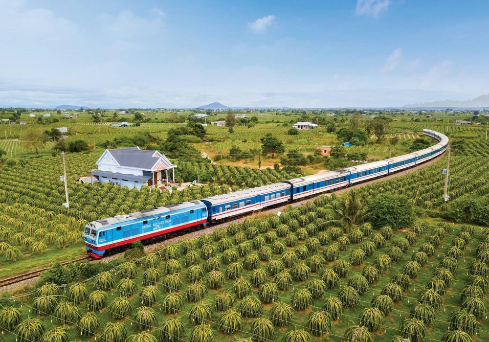 Đoàn tàu Sài Gòn - Bình Thuận đi xuyên qua vườn thanh long.