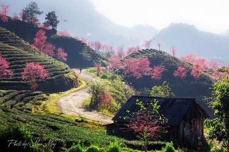 Tour du lịch 4 ngày 3 đêm: Hà Nội - Lào Cai - Sapa