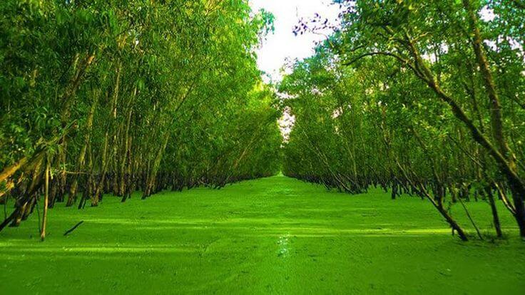 Rừng tràm Trà Sư - An Giang