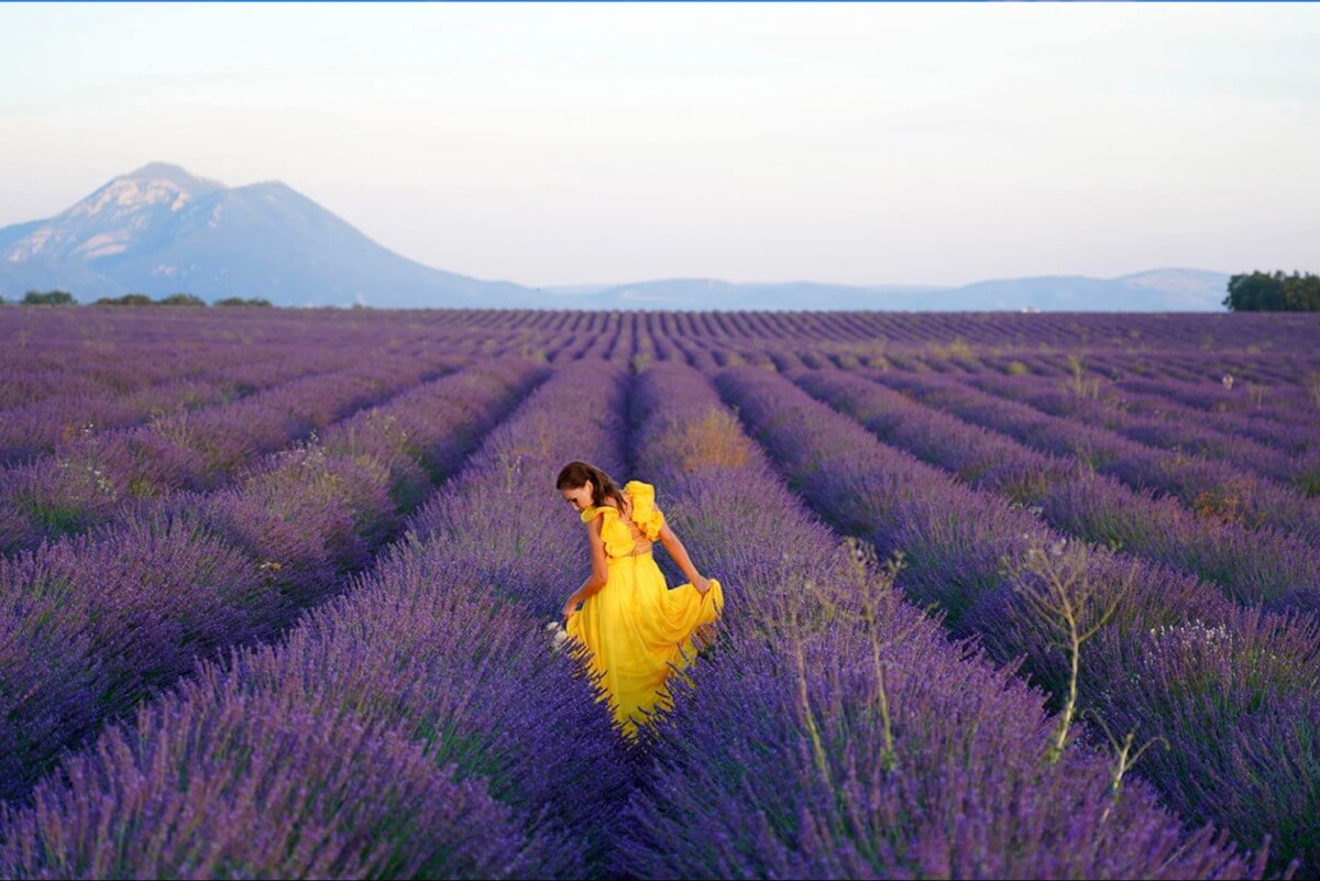 Cánh đồng hoa oải hương ở làng Valensole thuộc tỉnh Alpes-de-Haute-Provence, vùng Provence-Alpes-Côte d'Azur, Pháp.