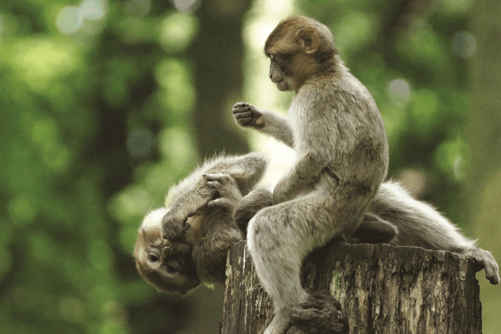 Không gian yên tĩnh của đảo hoàn toàn khác biệt với sự ồn ào và ô nhiễm của thành phố. 