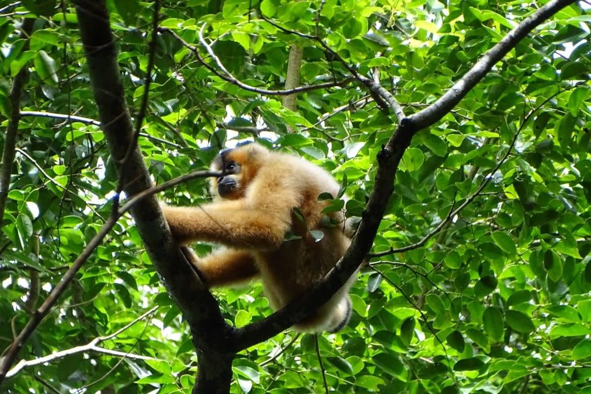 Tour xem thú đêm bắt đầu vào lúc 18h30, di chuyển bằng ôtô trên hành trình dài 12 km trong khoảng một giờ. 
