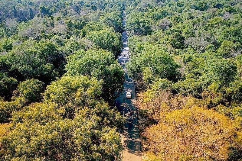 Rừng nguyên sinh Bình Châu - Phước Bửu