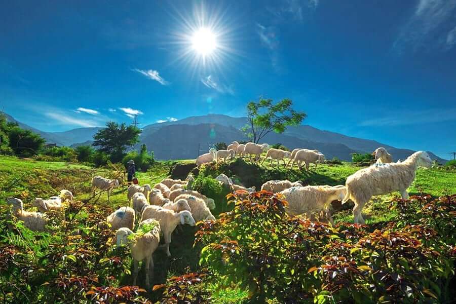 Đây là khu vực đồng cừu rộng lớn nhất tại Ninh Thuận, nơi bạn sẽ tìm thấy không gian yên tĩnh và chất “chill” cùng những chú cừu đáng yêu.
