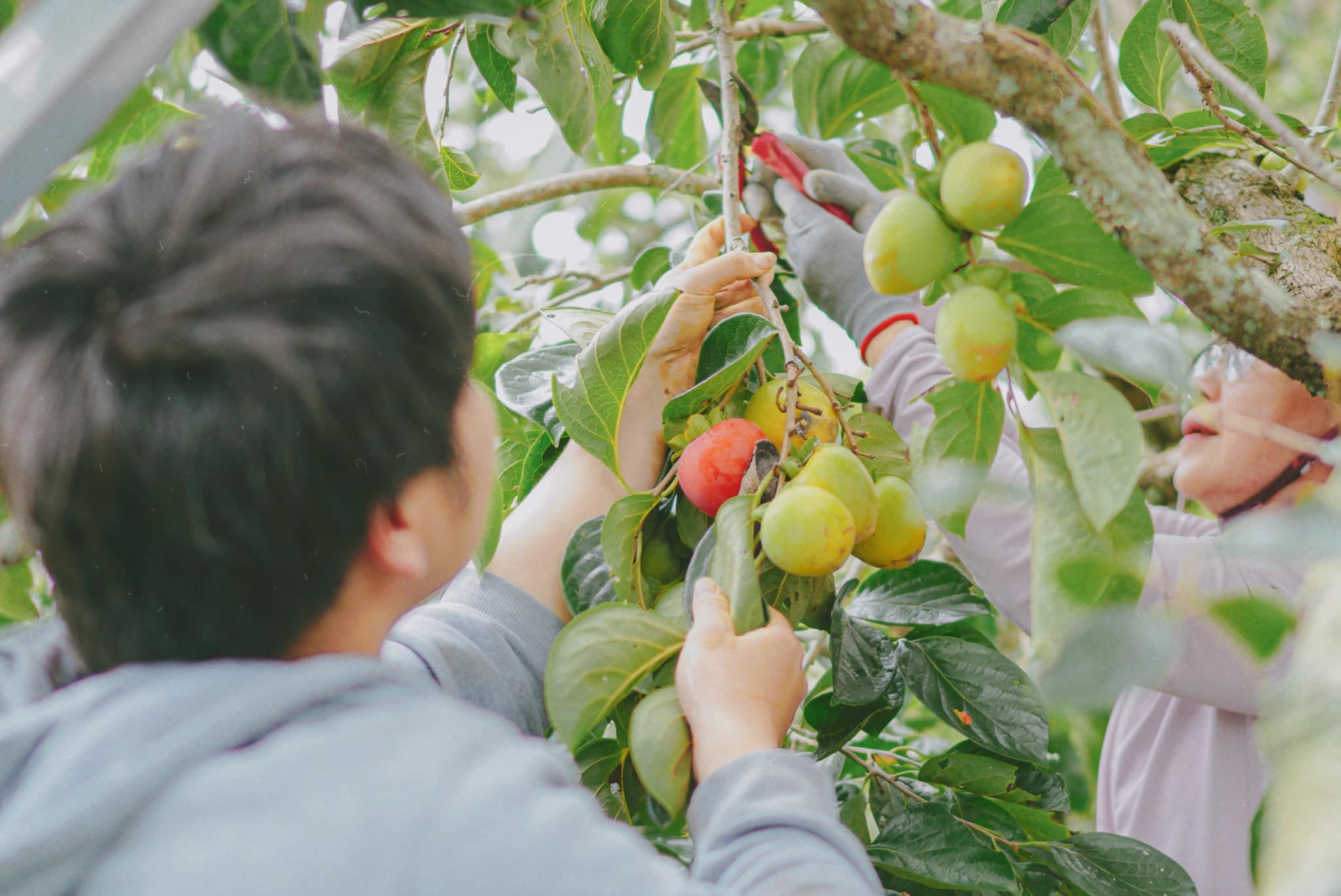 Ghé thăm các vườn hồng Đà Lạt, du khách còn được thu hoạch hồng chín cùng người dân địa phương và thưởng thức những trái hồng chín đỏ mọng, ngọt lịm