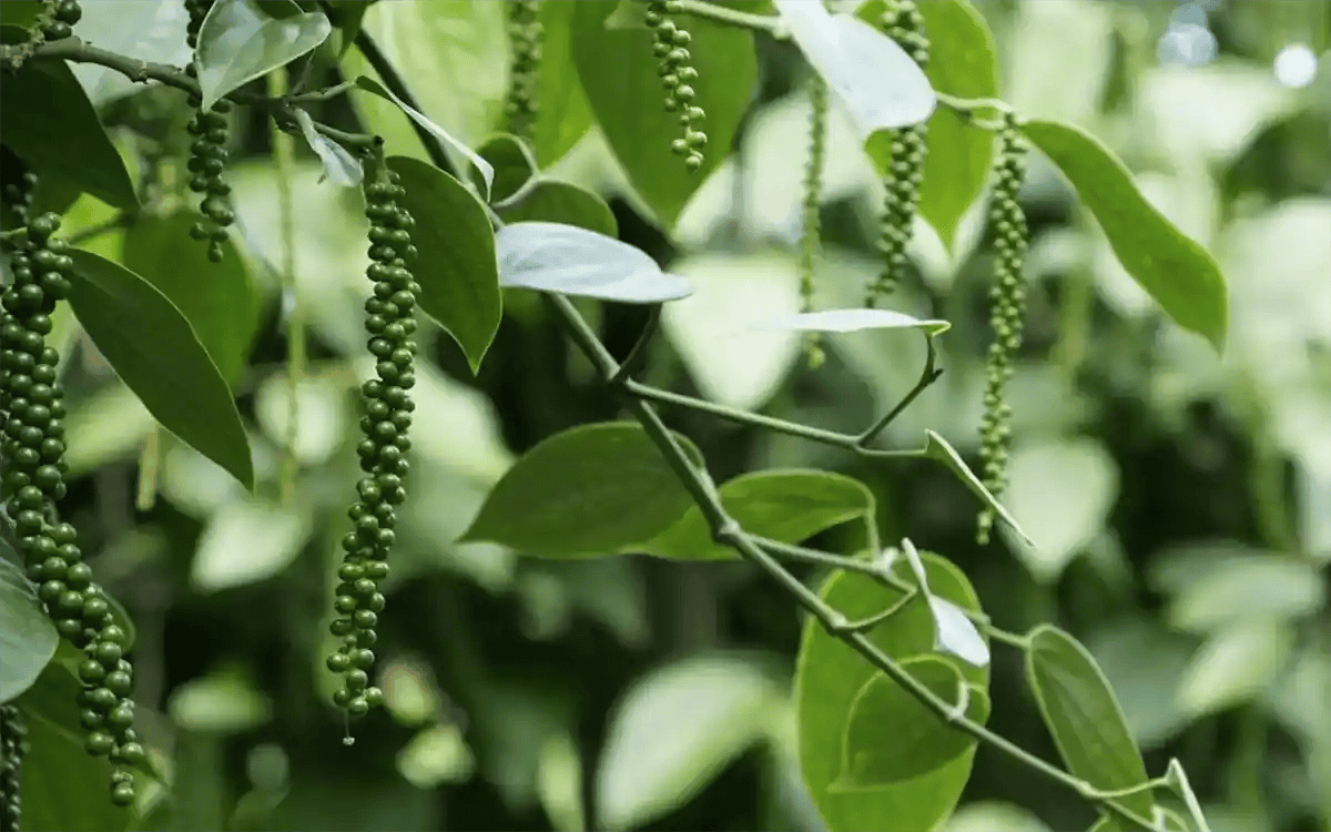 Điện gió Đăk Song